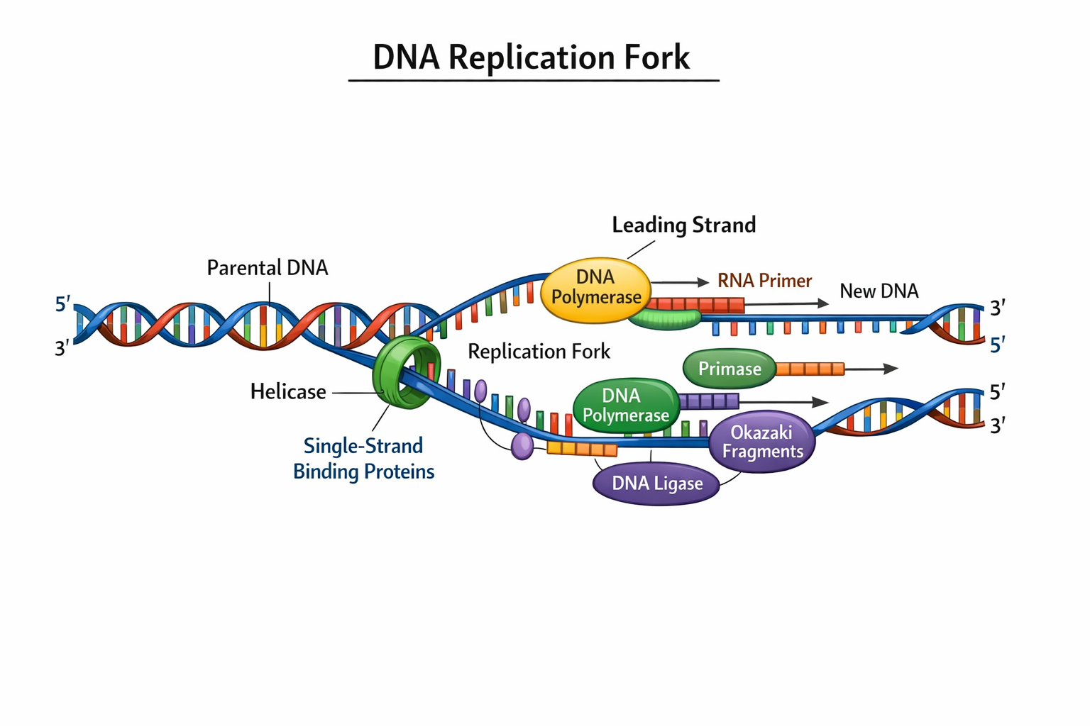 dna replication fork diagram labeled