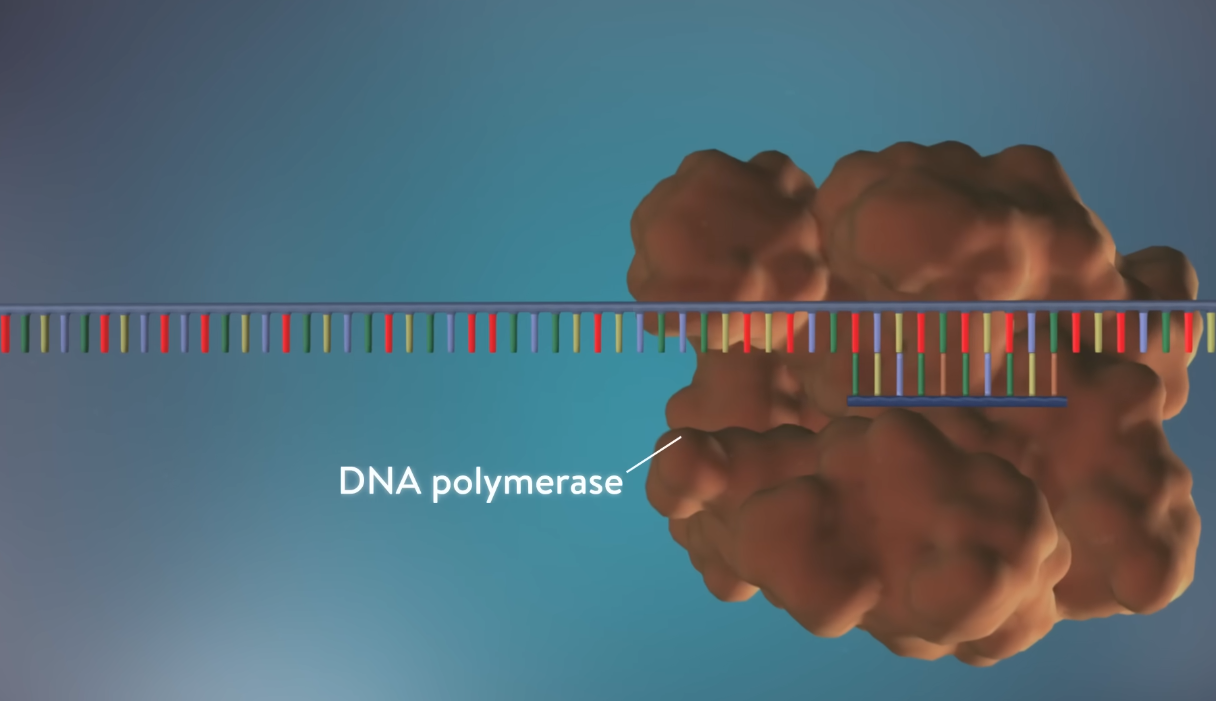 dna-polymerase dna-polymerase