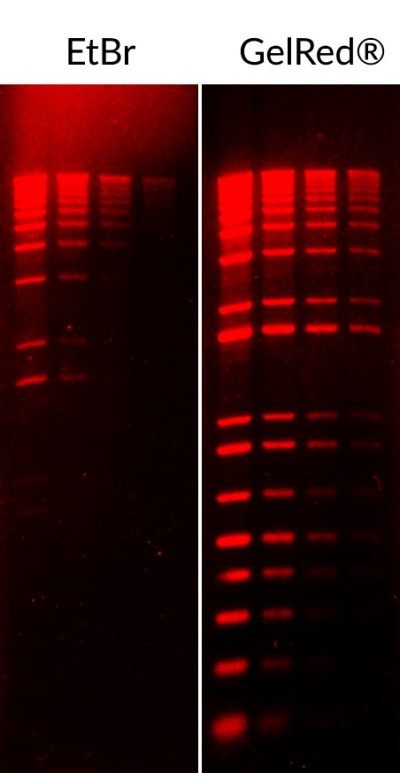 GelRed & GelGreen Nucleic Acid Gel Stains