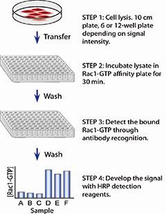 Rac1 G-LISA Activation Assay Kit (Colorimetric Based) 96 Assays | BK128