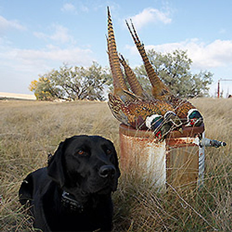 2022 Fall Pheasant and Upland Outlook 