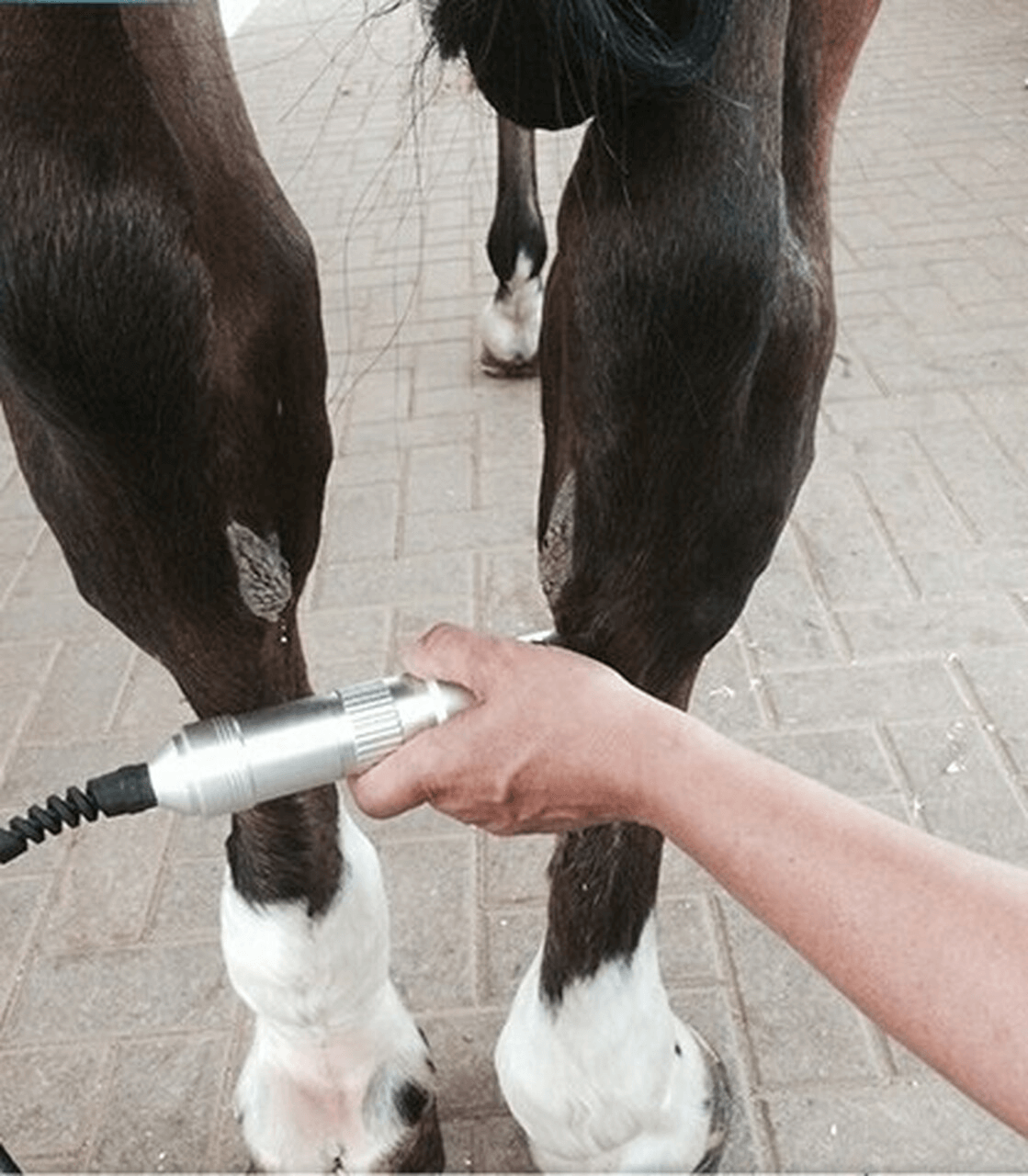 Quad Wave Class IV equine laser