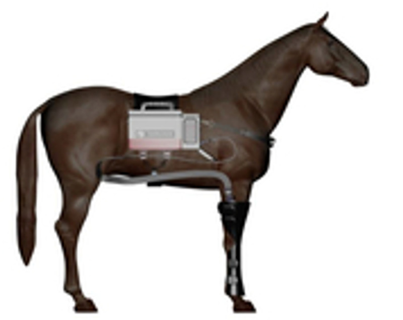 equine compression boots