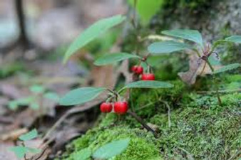 Eterisk olja - Vintergröna / Wintergreen