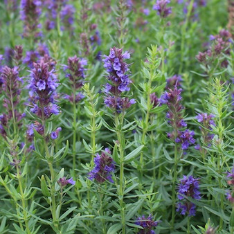 Eterisk olja - Isop / Hyssop / Hyssopus officinalis