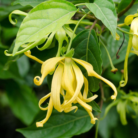 Eterisk olja - Ylang Ylang  grade 1 eko / organic