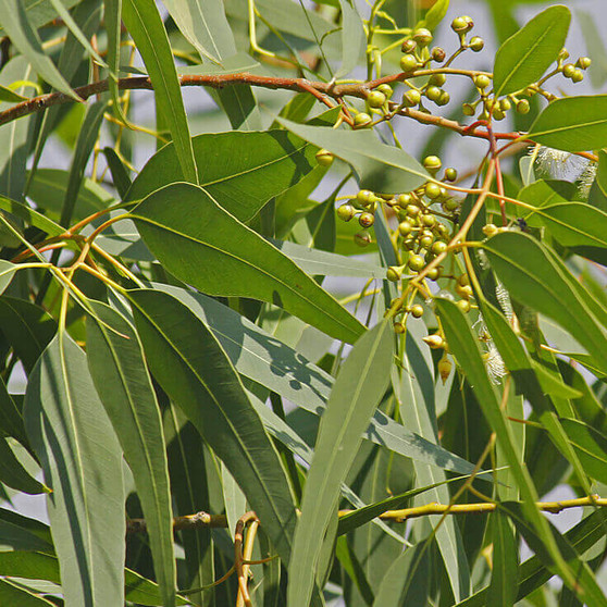 Eterisk olja - Eucalyptus citriodora eko