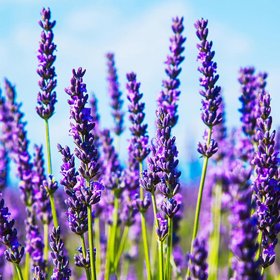 Eterisk olja - Lavendel eko / Lavender organic