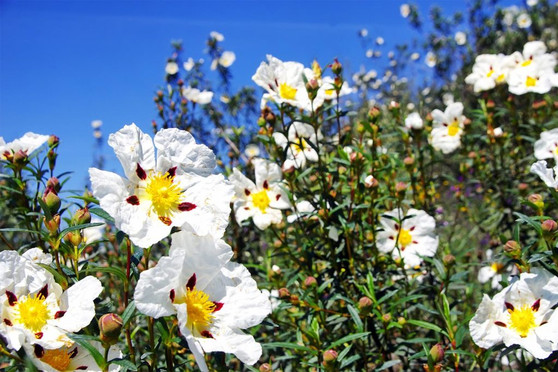 Hydrolat - Rock Rose / Cistus ladanifer