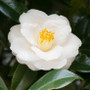 Växtolja - Camellia