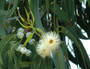 Eterisk olja - Eucalyptus globulus eko