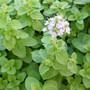 Eterisk olja - Mejram eko / Marjoram organic