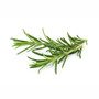 Scalp Treatment Rosemary