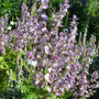 Eterisk olja - Muskatell Salvia eko / Clary Sage organic