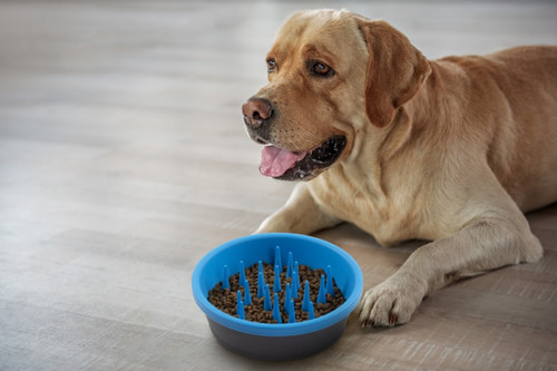 Slow Feeder Bowl - Soft Rubber