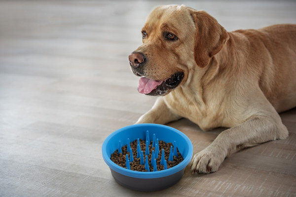 Slow Feeder Bowl - Soft Rubber