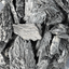 Gemstone Rough 100g - Black Feather Kyanite