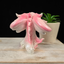 Light Pink Baby Dragon Sphere Stand