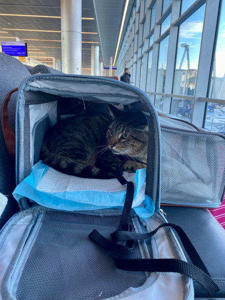 What I learnedTraveling with a Cat on an Airplane - Front Porch Pets