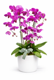 Triple Phalaenopsis Potted Violet Orchid