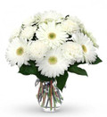 20 White Gerberas & Carnations