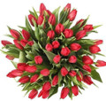 50 Red Tulips Giant Bouquet 50 Red Tulips Giant Bouquet