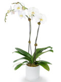Double Phalaenopsis Potted White Orchid