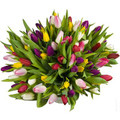 50 Assorted Tulips Grand Bouquet