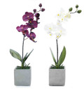 Orchids Package