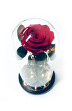 Red Preserved Rose Fairy Lights Dome - Best Seller!