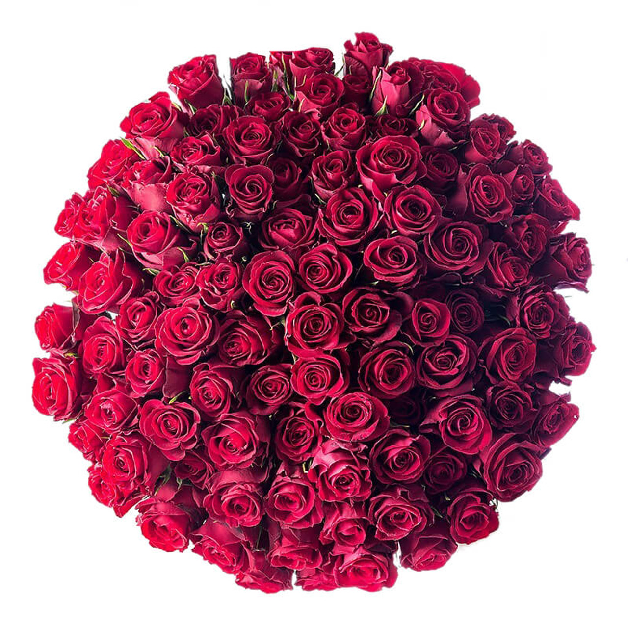 100 Ecuadorian Roses Giant Bouquet