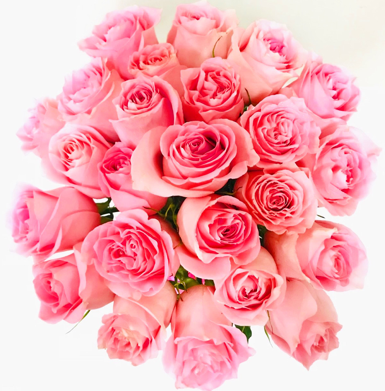 Pink Ecuadorian Roses