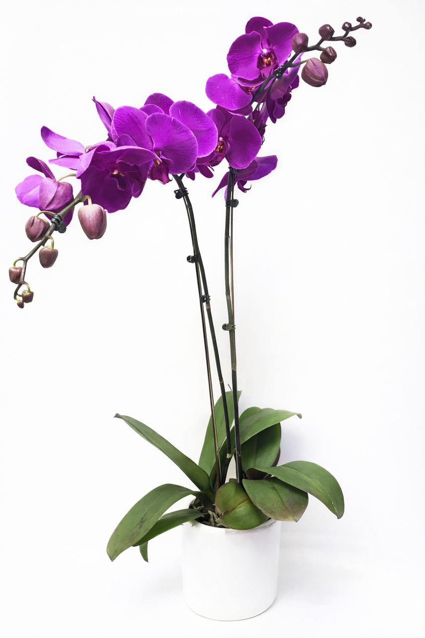 Double Phalaenopsis Potted Violet Orchid