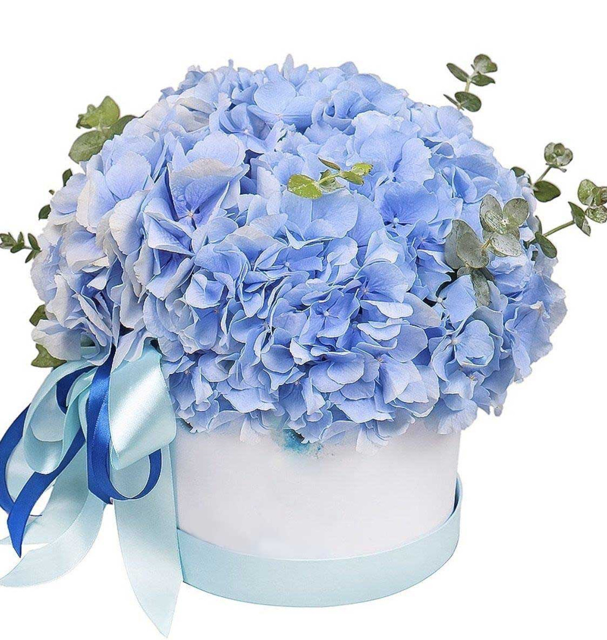 Boxed Blue Hydrangeas