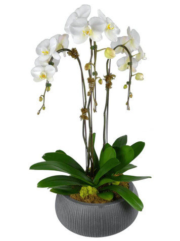 Phalaenopsis Triple Potted White Orchid Phalaenopsis Triple Potted White Orchid