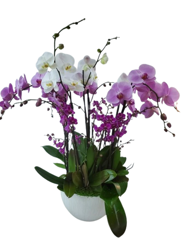 Orchid Goddess (6) Orchid Goddess (6)