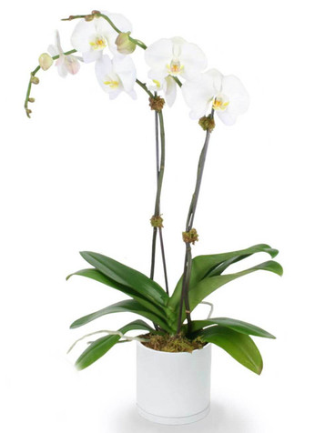 Double Phalaenopsis Potted White Orchid Double Phalaenopsis Potted White Orchid