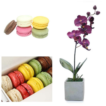 Orchid and Macarons Package Orchid and Macarons Package