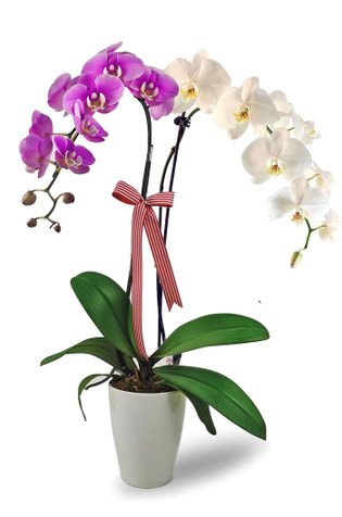 Deluxe Violet & White Phalaenopsis Orchids Arrangement Deluxe Violet & White Phalaenopsis Orchids Arrangement