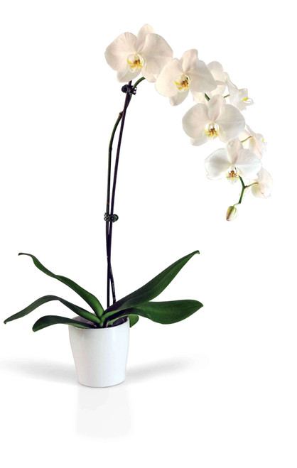 Send Orchids Manila Potted Phalaenopsis Orchid Delivery