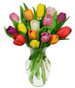 Rainbow of Holland Tulips - Best Seller! Rainbow of Holland Tulips - Best Seller!