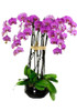 Orchids Oasis (6) Orchids Oasis (6)