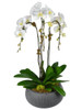 Phalaenopsis Triple Potted White Orchid