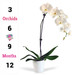 Orchids Monthly Subscription Orchids Monthly Subscription