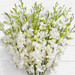 Grand White Orchids Bouquet