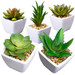 Assorted Succulents Package Assorted Succulents Package