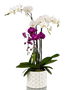 White & Violet Phalaenopsis Orchids Beauty (4) White & Violet Phalaenopsis Orchids Beauty (4)
