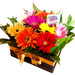 Rainbow Gerbera Daisies Box Rainbow Gerbera Daisies Box
