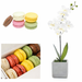 Orchid and Macarons Package