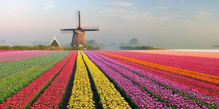 How to Care for Tulips: A Guide to Keeping Your Holland Tulips Fresh and Vibrant